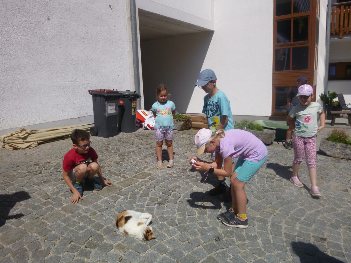 Kinder stehen im Halbkreis um eine weiß-getigerte, liegende Katze, ein Mädchen fotografiert die Katze.
